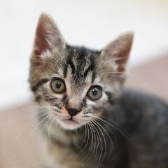 【譲渡会参加】人間大好きな甘えん坊キジ・グッチくん