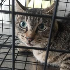 キジトラの猫ちゃんオス　未捕獲 １歳ぐらい　去勢耳カット済み