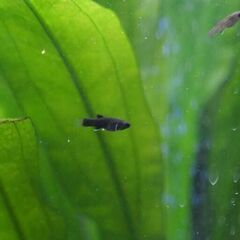 熱帯魚（ブラック・モーリーｘ多数匹）の画像