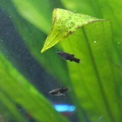 熱帯魚（ブラック・モーリーｘ多数匹）の画像
