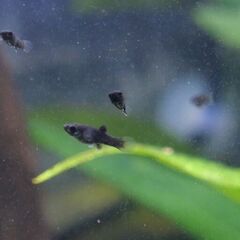 熱帯魚（ブラック・モーリーｘ多数匹）の画像