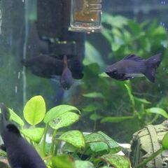 熱帯魚（ブラック・モーリーｘ多数匹）の画像
