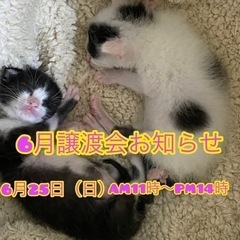 （ご参加ありがとうございました！）teamねこまんま　6月譲渡会