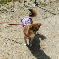 パピヨンと柴犬のMIX♀8ヶ月 - 桐生市