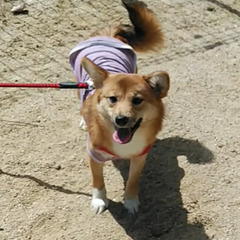 パピヨンと柴犬のMIX♀8ヶ月の画像