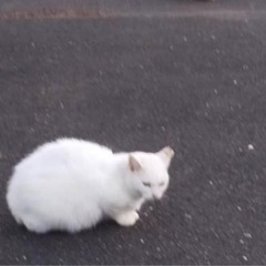 登米市佐沼ゲオ付近で、脱走したさくら猫を探しています