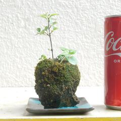 アデクーの石付け