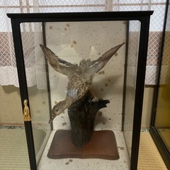 【剥製】　　金鶏鳥と鴨の画像