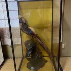 【剥製】　　金鶏鳥と鴨の画像