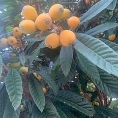 ワンコインビワ