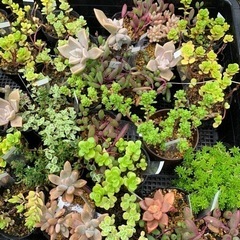 多肉植物　セダム　苗　100円〜　①の画像