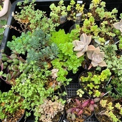 多肉植物　セダム　苗　100円〜　①の画像