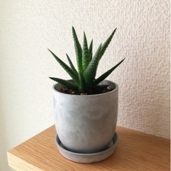 観葉植物　ジュウニノマキ　14cm　おしゃれな2号の鉢と受け皿付き