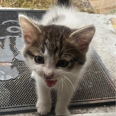 生後１ヶ月の仔猫4匹の里親募集