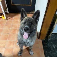 大型犬　オス