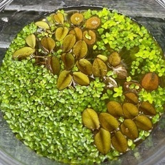 水草セット　そら野テラスで販売
