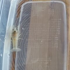 ザリガニを譲って下さい
