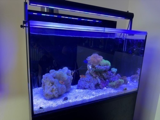 ORCA オルカシェル AIO60 MMC企画 ORCA SHELL AIO-60 オールインワン水槽 海水魚 60センチ水槽引