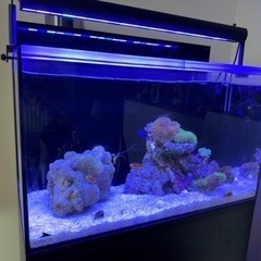 ORCA オルカシェル AIO60 MMC企画 ORCA SHE...