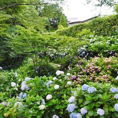 第733回ハイキング 矢田丘陵を歩いて矢田寺の紫陽花を見よう