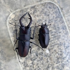 ノコギリクワガタ　♂♀ペア