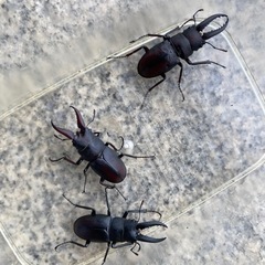 中歯型ノコギリクワガタ