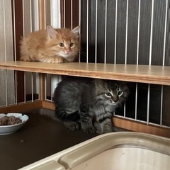 （里親様決定しました）仔猫里親さん募集中