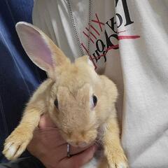 うさぎ！里親募集停止中です。