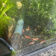 可愛いレッドミナミヌマエビ  トレー内全部 の画像