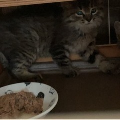 （里親様決定しました）仔猫里親さん募集中 − 滋賀県