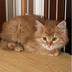 （里親様決定しました）仔猫里親さん募集中 - 大津市