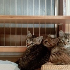 （里親様決定しました）仔猫里親さん募集中 - 猫