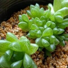 ハオルチア オブツーサ 苗 《果樹苗と交換希望》