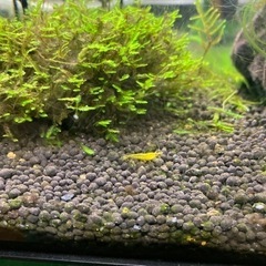 【引渡しご予定あり】グッピー、金魚など引き取ってくれる方。の画像