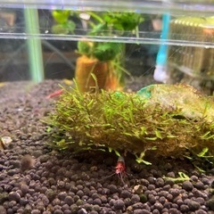 【引渡しご予定あり】グッピー、金魚など引き取ってくれる方。の画像