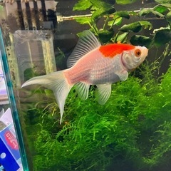 【引渡しご予定あり】グッピー、金魚など引き取ってくれる方。の画像