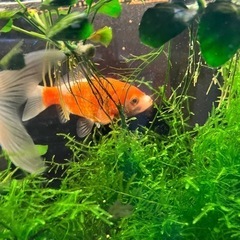 【引渡しご予定あり】グッピー、金魚など引き取ってくれる方。の画像
