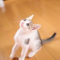 お目目くりくりの美形キジ白男子　（兄妹でお迎え下さる方を優先します）