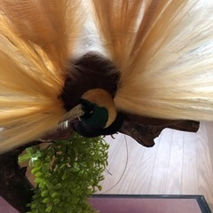 極楽鳥　剥製　希少　縁起物の画像