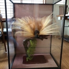 極楽鳥　剥製　希少　縁起物の画像