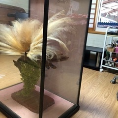 極楽鳥　剥製　希少　縁起物の画像