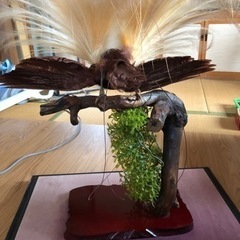 極楽鳥　剥製　希少　縁起物の画像