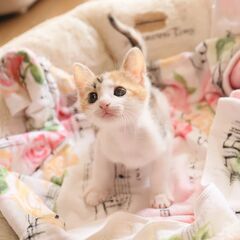 お膝が大好きな三毛猫の女子（兄妹でお迎え下さる方を優先します）