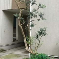 お庭のメンテナンス
