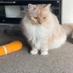 迷子猫(マンチカン)見つかりました！