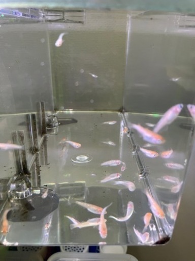 メダカ 三色ラメ幹之 虹ラメ サイズ 15匹プラスα