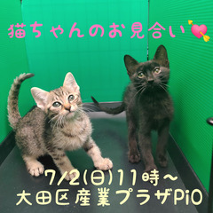 3/30生エジプシャンマウ♂・♀(トライアウト猫)