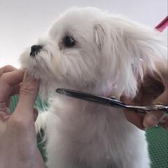 トリミングスクールの画像