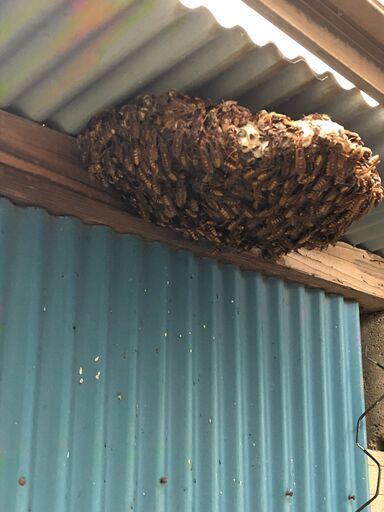 蜂の巣　茨城県現地引取のみ 蜂の巣 茨城県現地引取のみ