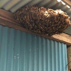 送料無料 通販 激安 ☆即日ハチの巣駆除☆プロのハチ駆除業者！スズメバチ 彫刻・オブジェ
